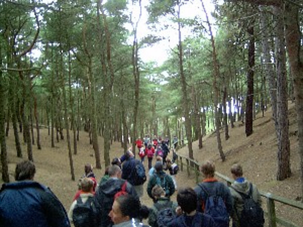 Formby pine woods