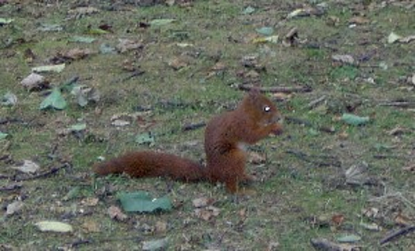 Formby squirrel